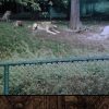Gabriel Knight 2: The Beast Within - Image 2