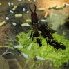 Empires of the Undergrowth - Exploding Ants - Image 2